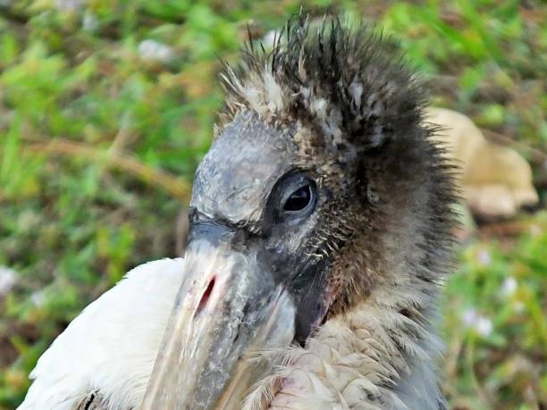 istock Wood Stork (Mycteria americana) - headshot/portrait 1202641344