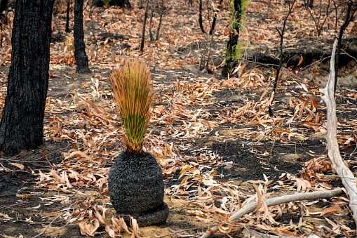 Australian bushfires aftermath: grass tree and eucalyptus trees recovering after severe fire damage. Many of australian plant species can survive bushfires and re-sprout again