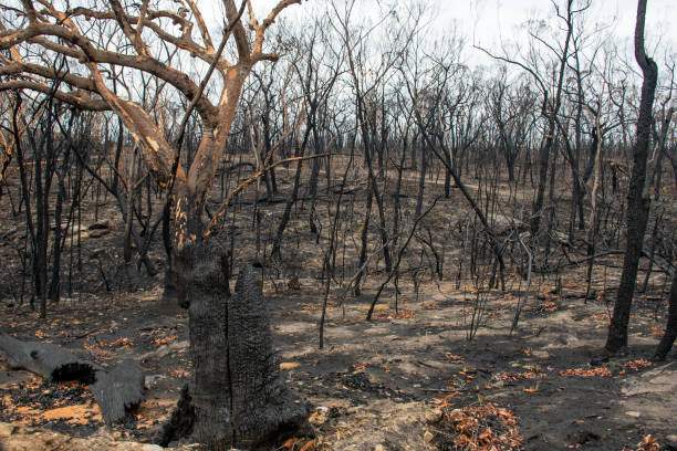 istock Australian bushfire aftermath: burnt eucalyptus trees suffered from the fire 1202642910