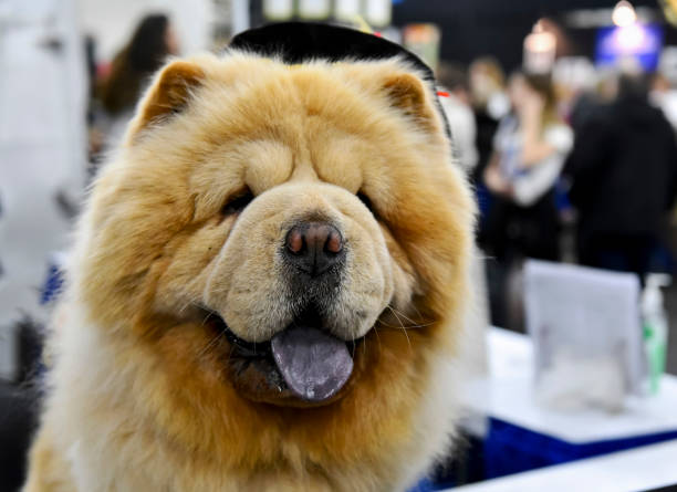 istock Dog photo, Chow Chow Dog 1202643758