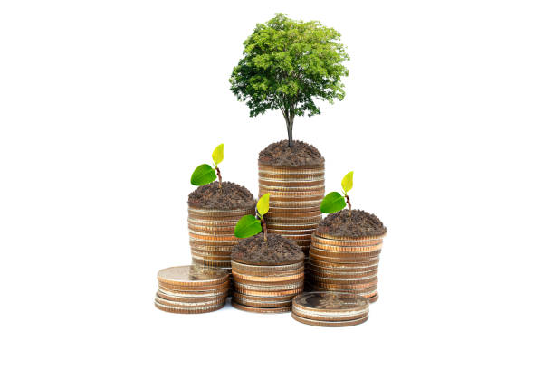 istock Green tree and sprout tree growing on stacked of silver coins isolated on white background. 1202643790