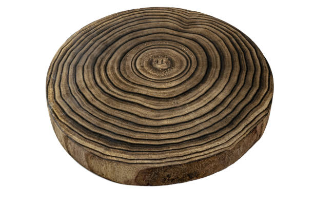 istock Tree lumber. Wooden oak tree cut surface on white background. Stump ring texture 1202644032