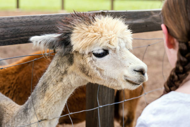 istock Young Girl Hand Feeding Feeding On Alpaca Farm 1202647754