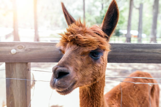 istock Alpaca Feeding On Alpaca Farm 1202647788