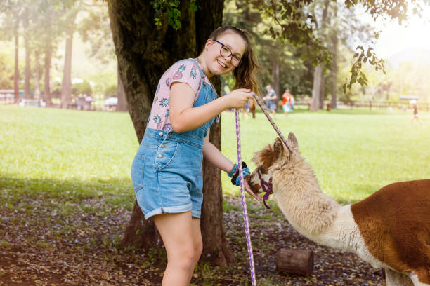 istock Young Girl Hand Feeding Feeding On Alpaca Farm 1202647791