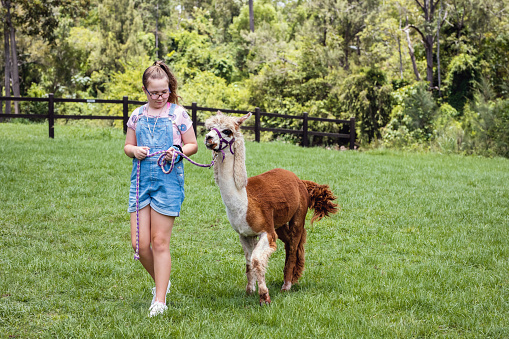 Young Girl Walking Alpaca On Alpaca Farm.