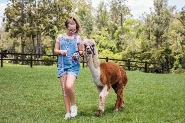 jeune fille marchant l'alpaga tenace sur la ferme d'alpaga - people eating walking fun photos et images de collection