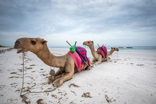 Camels on the beach on Diani Beach, Watamu, Malini Zanzibar, Kenya, Tanzania