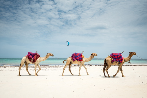 Camels on the beach on Diani Beach, Watamu, Malini Zanzibar, Kenya, Tanzania