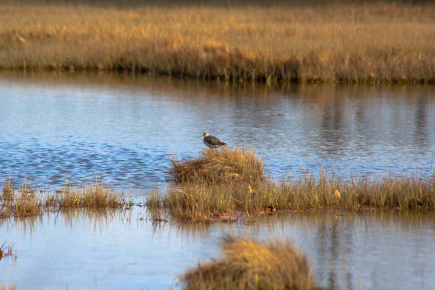 istock Greater Yellowleg bird in grass 1202649180