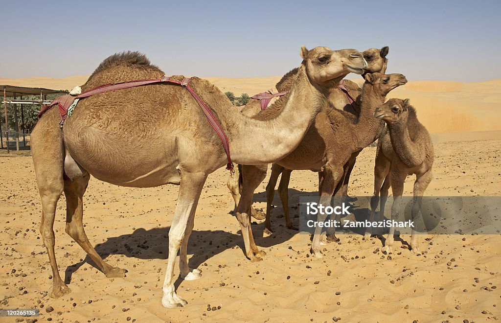 Gruppo di cammello - Foto stock royalty-free di Ambientazione esterna