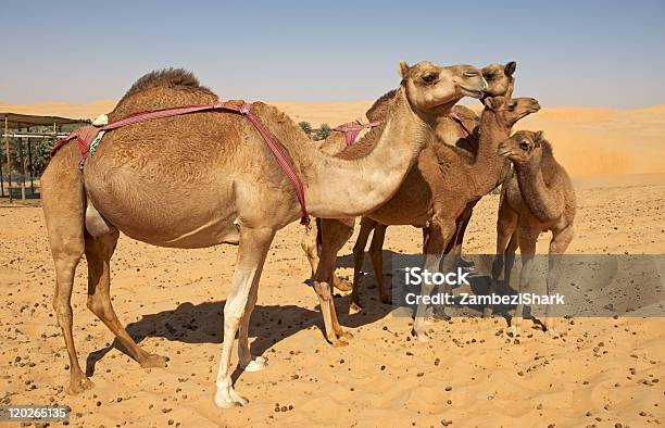 Gruppo Di Cammello - Fotografie stock e altre immagini di Ambientazione esterna - Ambientazione esterna, Arabia Saudita, Asia Occidentale
