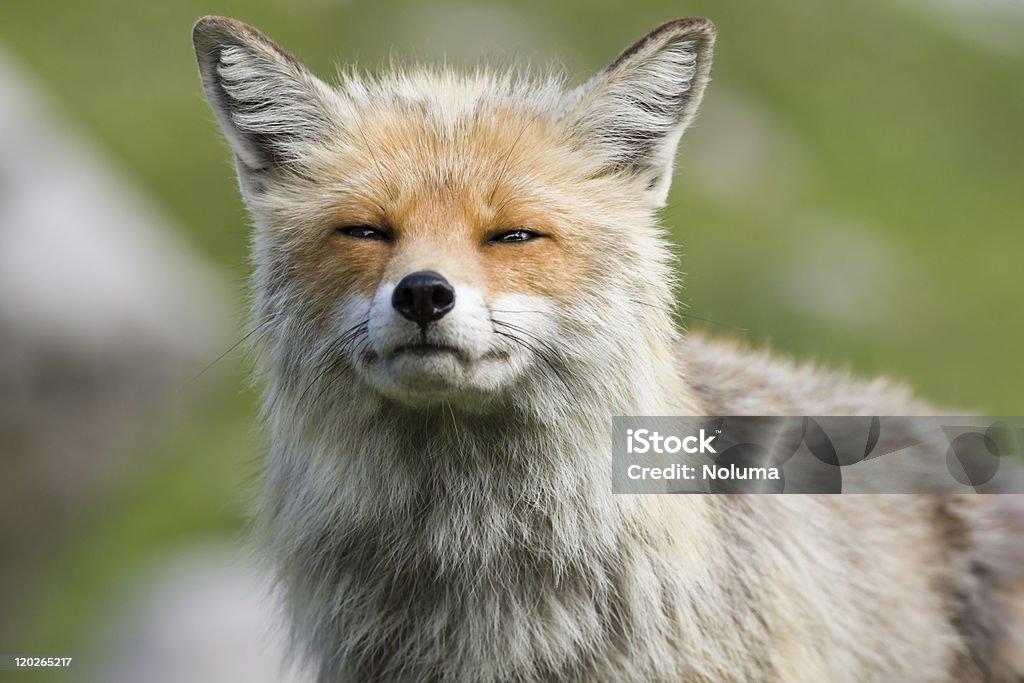 눈 접촉, 산 fox - 로열티 프리 0명 스톡 사진