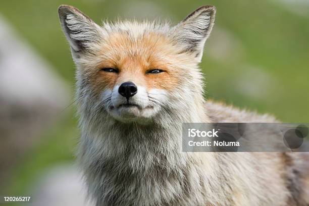 눈 접촉 산 Fox 0명에 대한 스톡 사진 및 기타 이미지 - 0명, 동물, 동물 사냥