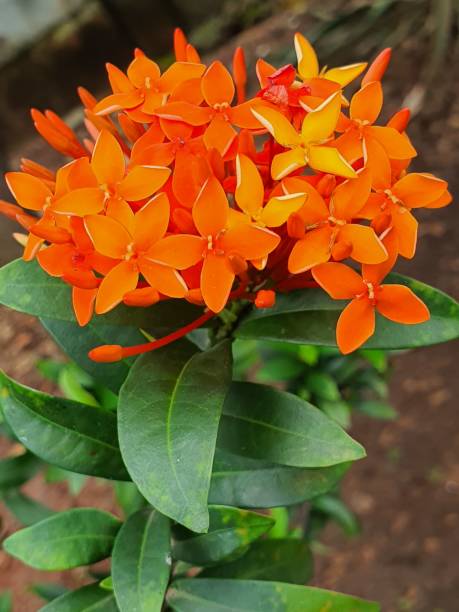 istock Orange soka flowers 1202655260