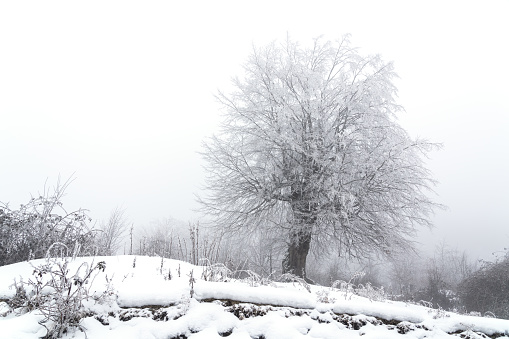 Icy tree in a foggy forest