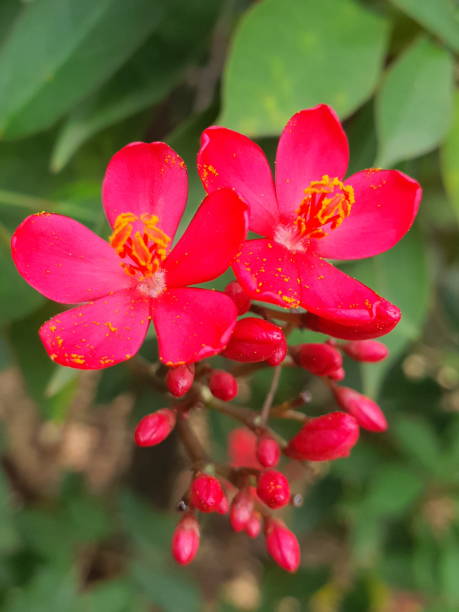 istock Small red and bud flowers 1202655586