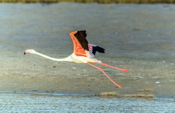 istock Caribbean pink flamingo at Lake 1202656241