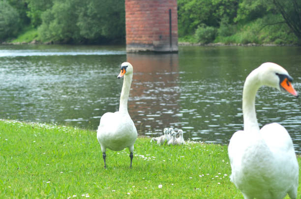istock Two white swans with cygnets on a grassy river bank. 1202656300