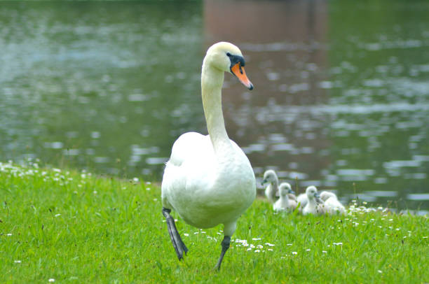 istock A white swan with cygnets on the banks of a river. 1202656310