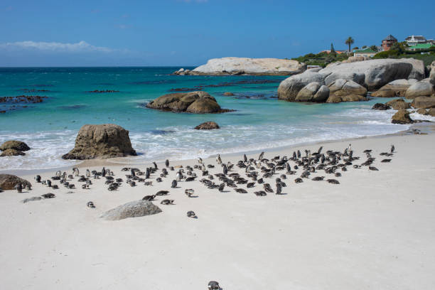 jackass pinguine am meer in südafrika - penguin colony nobody horizontal stock-fotos und bilder