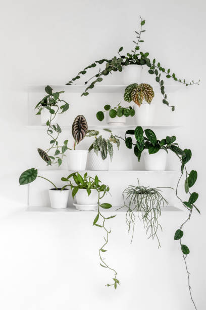 Modern houseplants Modern houseplants on the white wall shelves in the white living room, minimal creative home decor concept, Silver Dollar Vine, Begonia, Vanilla Orchid, Monstera Peru, Alocasia Cuprea, Pilea Peperomioides begonia photos stock pictures, royalty-free photos & images