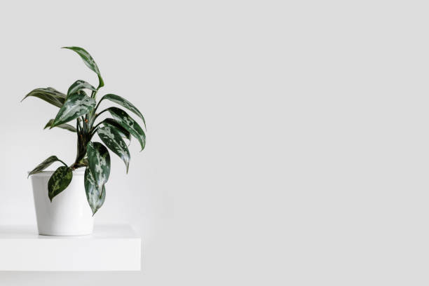 istock Modern houseplants 1202660172