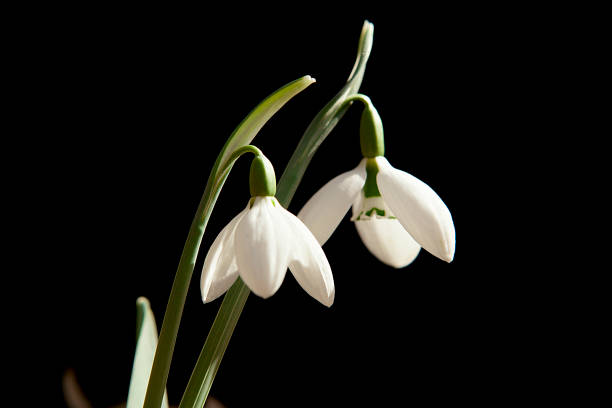 istock Spring flowers in the forest. Snowdrop flower. 1202660235