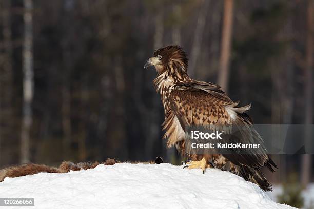 Águiarabalva - Fotografias de stock e mais imagens de Animais caçando - Animais caçando, Animal, Animal morto