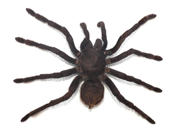 istock black curly-hair tarantula 1202660687
