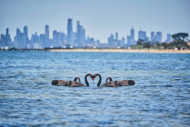 istock Wild swans swimming near Brighton Beach huts, Melbourne. 1202663894