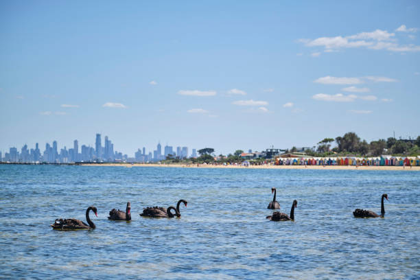 istock Wild swans swimming near Brighton Beach huts, Melbourne. 1202663938