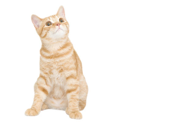 ginger/red  british male shorthair kitten 3 month old isolated on white background.