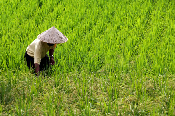 Rice field in Malaysia