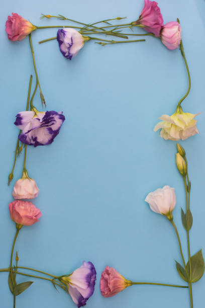 istock Frame of white and pink eustoma flowers on blue background, flat lay 1202666480