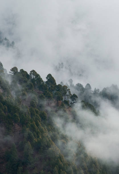 istock Winter's Art of nature 1202666501