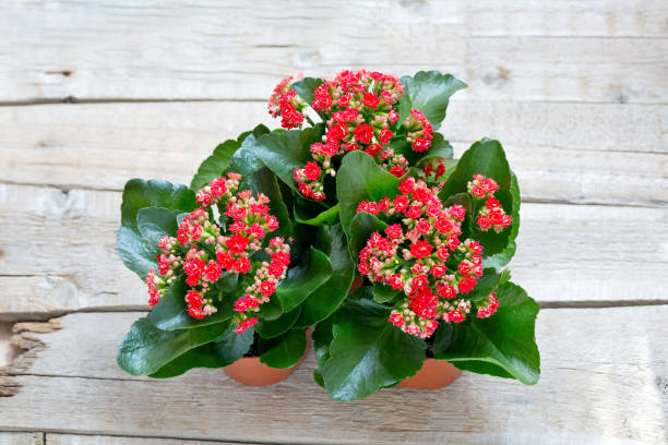 Red Kalanchoe flowers on a wooden background. Top viev Red Kalanchoe flowers on a wooden background. Top viev calanchoe stock pictures, royalty-free photos & images