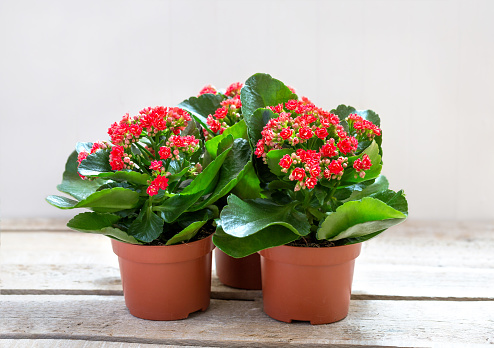 Red Kalanchoe flowers on a wooden background.