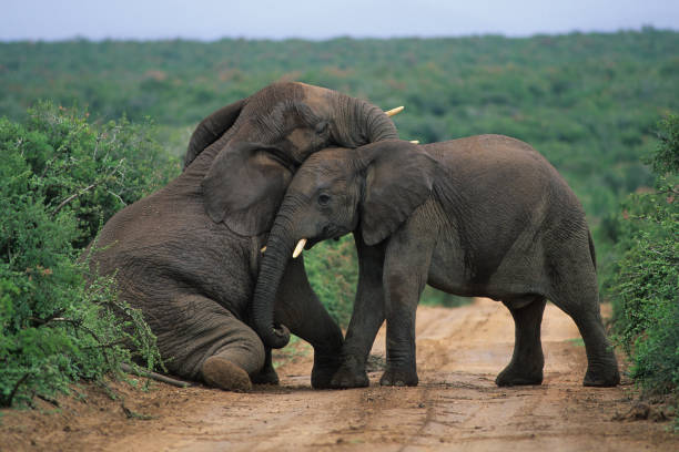 elefante africano - 11917 - fotografias e filmes do acervo