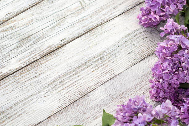Photo of blooming spring lilac flowers on a white wooden background