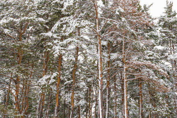 istock winter forest of pine trees 1202673336