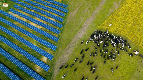 um rebanho de vacas pastando perto de uma usina de energia solar - cattle station - fotografias e filmes do acervo