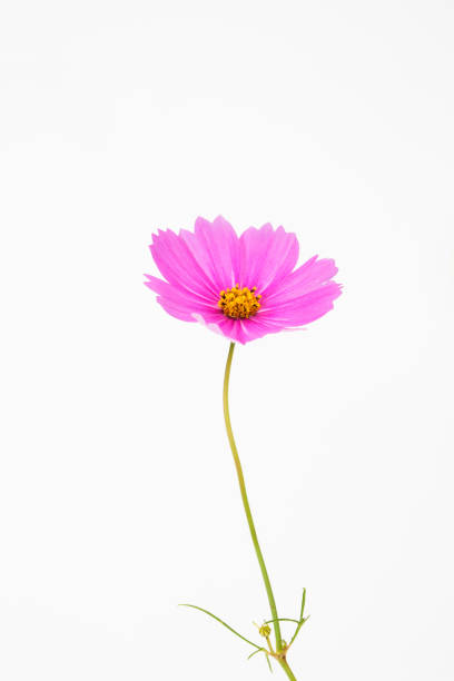 istock Isolated Pink cosmos flower on white 1202674448