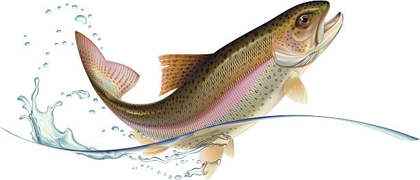 Jumping trout Jumping trout with water splash.  Vector illustration. fly fishing illustrations stock illustrations
