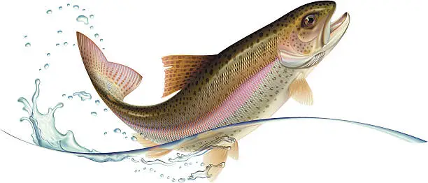 Vector illustration of Jumping trout