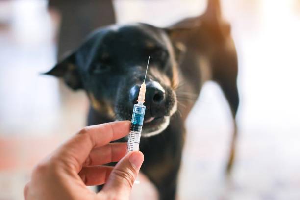 Vaccine Rabies Bottle and Syringe Needle Hypodermic Injection,Immunization rabies and Dog Animal Diseases,Medical Concept with Dog blurred Background.Selective Focus Vaccine vial stock photo