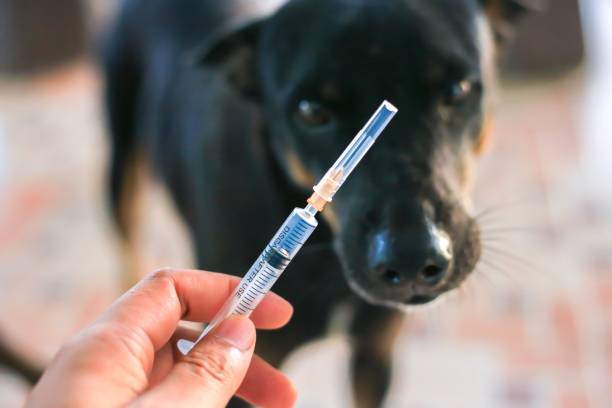 istock Vaccine Rabies Bottle and Syringe Needle Hypodermic Injection,Immunization rabies and Dog Animal Diseases,Medical Concept with Dog blurred Background.Selective Focus Vaccine vial 1202676848
