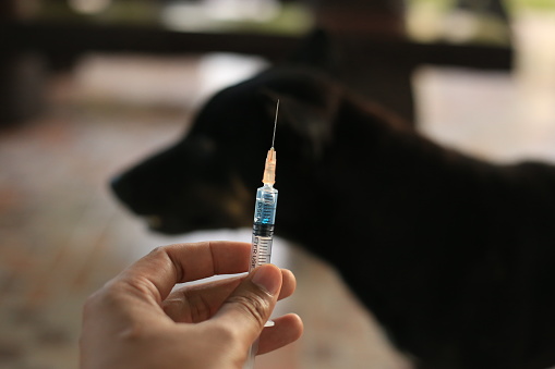 Infiltration Injection Rabies Vaccine Rabies Bottle And Syringe Needle Hypodermic Injection ...
