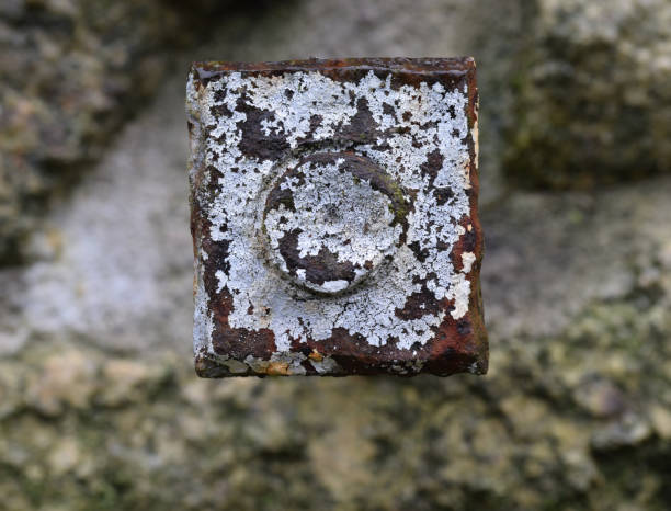 istock Lichen growing on a rusted bolt in a ruin 1202677536