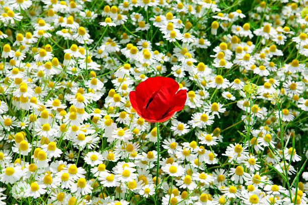 istock Poppy and chamomile growing in meadow. 1202677583
